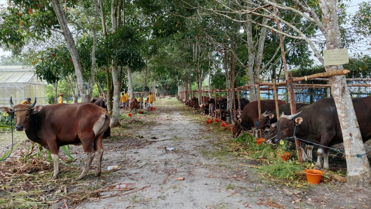 Pemkab Kobar Serahkan 148 Ekor Sapi Kurban untuk Masjid, Mushalla dan Ponpes se-Kotawaringin Barat