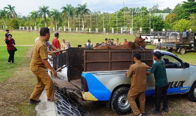 Pemkab Lamandau Terima 16 Ekor Sapi Qurban dari Pemprov Kalteng