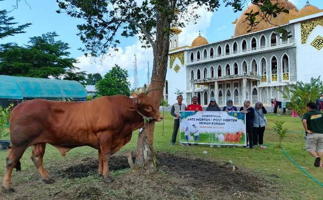 DKPP Sukamara Lakukan Pemeriksaan Hewan Kurban 