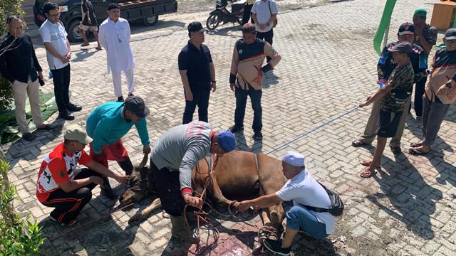 Bupati Kotim Meninjau Proses Penyembelihan Hewan Kurban di Masjid Islamic Center Sampit 