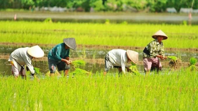 Hingga Juli 2025, Progres Cetak Sawah Kalteng Capai 67.149 Hektare Hingga Juli 2025, Progres Cetak Sawah Kalteng Capai 67.149 Hektare